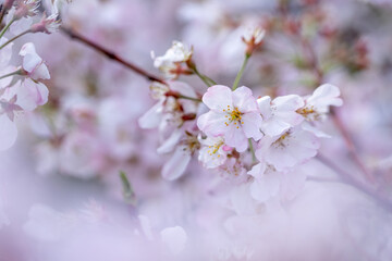 桜の花　春のイメージ