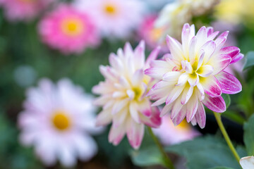 ダリアの花　春のイメージ