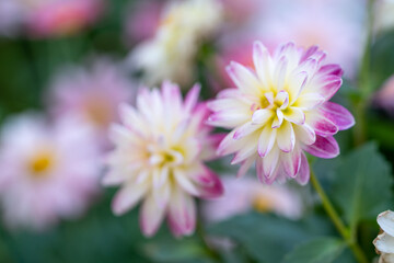 Obraz premium ダリアの花 春のイメージ