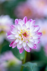 Fototapeta premium ダリアの花 春のイメージ