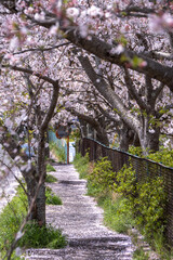 桜のアーチ　春のイメージ