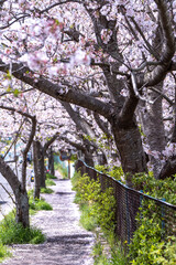 桜のアーチ　春のイメージ