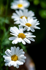 マーガレットの花　春のイメージ