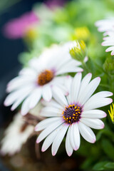 デイジーの花　春のイメージ