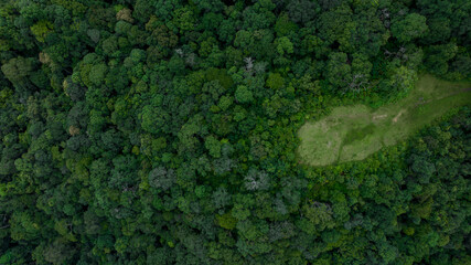 Aerial top view of green forest tree, Tropical rain forest tree ecosystem and healthy environment, Texture and background of green tree forest. - obrazy, fototapety, plakaty