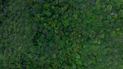 Aerial top view of green forest tree, Tropical rain forest tree ecosystem and healthy environment,...