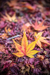 紅葉　秋のイメージ
