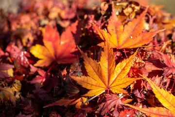 紅葉　秋のイメージ