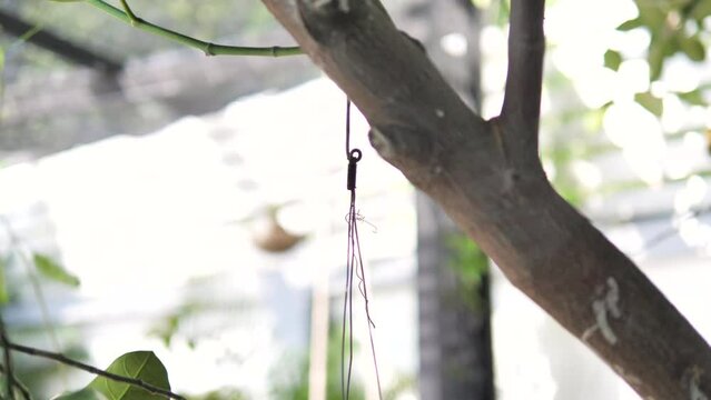 Hand of people use pruning scissors to cut a tree branch