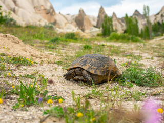 Turtle against the backdrop of the Cappadocia landscape, mountains and flowers