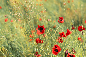 Fototapeta premium Flowers Red poppies bloom on a wild field. Beautiful field red poppies with selective focus.