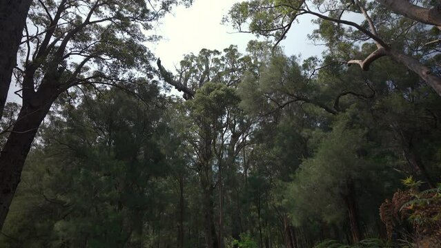 Tilting down from the sky to the boardwalk of the ancient empire walk in Walpole.