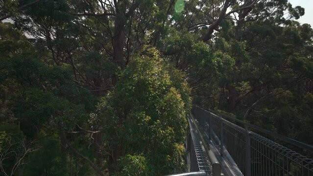 Tilt down reveal from a viewing platform at the valley of the giants tree top walk as the wind blows the trees around.