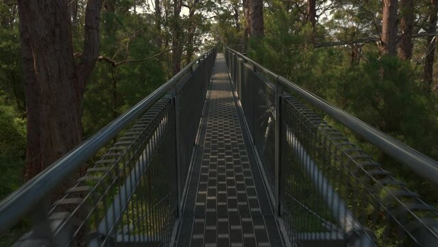 Tilt up reveal along the Valley of the giants tree top walk. A large steel walkway suspended above the forest floor.