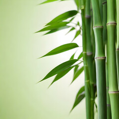 Green gradient background with bamboo on the right