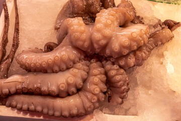 Fresh octopus displayed on vibrant fish market in Chioggia, Venetian Lagoon, Veneto, Italy. Freshest catch of day. Delectable seafood sold on fishermen market. Preparing luxury food