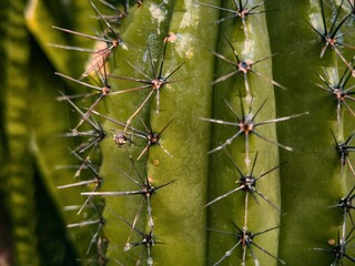 Spider on cactus