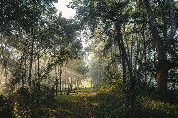 Nature in the forest in the morning, fresh forest entrance and morning light