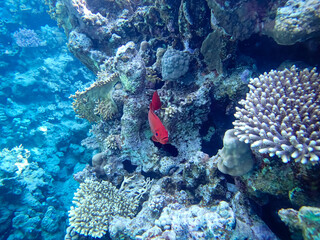 Priacanthus hamrur or Bulleye hamrur in the coral reef of the Red Sea