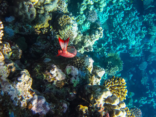 Priacanthus hamrur or Bulleye hamrur in the coral reef of the Red Sea