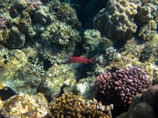 Priacanthus hamrur or Bulleye hamrur in the coral reef of the Red Sea