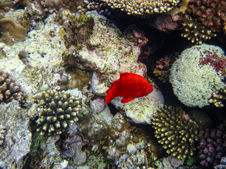 Priacanthus hamrur or Bulleye hamrur in the coral reef of the Red Sea