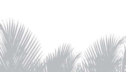 Abstract background of palm leaves or coconut leaves on top. Natural pattern, gray shadow. Copy space or empty. For advertisements, business cards, brochures and white backgrounds. - obrazy, fototapety, plakaty