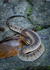 Fototapeta premium Hump-nosed pit viper (Hypnale zara), in lowlands, venomous brown snake endemic to Sri Lanka, distinguished from Hypnale nepa by variably colored body and less upcurved snout, Sinharaja