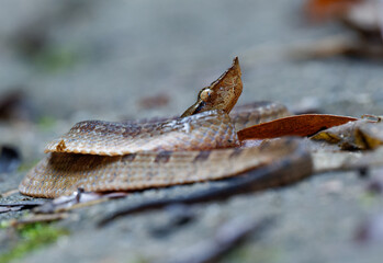 Hump-nosed pit viper (Hypnale zara), in lowlands, venomous brown snake endemic to Sri Lanka, distinguished from Hypnale nepa by variably colored body and less upcurved snout, Sinharaja.