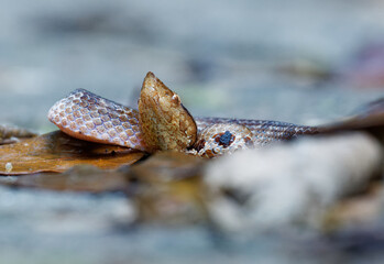 Hump-nosed pit viper (Hypnale zara), in lowlands, venomous brown snake endemic to Sri Lanka, distinguished from Hypnale nepa by variably colored body and less upcurved snout, Sinharaja.