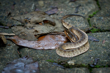 Hump-nosed pit viper (Hypnale zara), in lowlands, venomous brown snake endemic to Sri Lanka, distinguished from Hypnale nepa by variably colored body and less upcurved snout, Sinharaja.