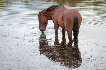 Reflection of rusty brown bay wild horse stallion grazing on eel grass in the Salt River near...
