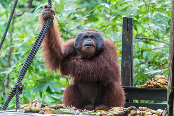 orangutans or pongo pygmaeus is the only asian great found on the island of Borneo and Sumatra - obrazy, fototapety, plakaty