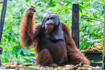 orangutans or pongo pygmaeus is the only asian great found on the island of Borneo and Sumatra