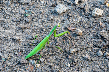 Detail of the green praying mantis walking on the ground.