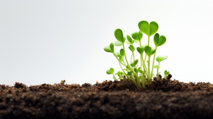 Detailed Macro photo of microgreens growing on soil. Close-up micro green sprouts with empty space for text. Blurred land and small plants with copy space. Vegan and healthy Eco food for salad dishes.