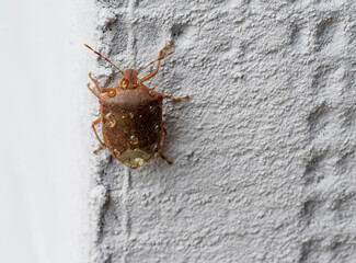 Close-up of a brown beetle Halyomorpha halys with water drops on its back.