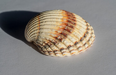 Detail of shell Rough cockle (Acanthocardia tuberculata)