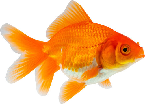 Oranda goldfish isolated on white background close up