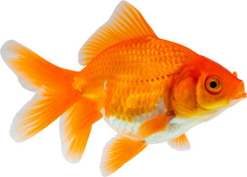 Oranda goldfish isolated on white background close up