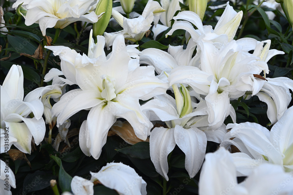 Wall mural Beautiful lily flowers blooming in the garden