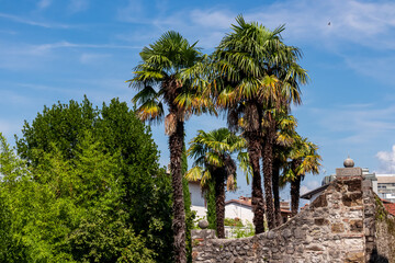 Fototapeta na wymiar Captivating group of tall palm trees stand tall against a brilliant blue backdrop, casting a serene and tropical ambiance. Sightseeing Cividale del Friuli, Udine province, Friuli Venezia Giulia, Italy