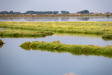 Panoramic view of Parco del Delta del Po in Veneto, Italy. Untouched wetlands in Po Delta. Raw wilderness on Via delle Valli in Rovigo Province. Purple heron in serene unspoiled natural habitat