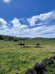 푸른 하늘과 초원과 말. 맑은 하늘과 아름다운 자연경관