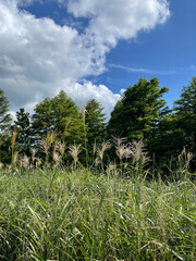clear skies, reeds and trees. a beautiful natural scenery