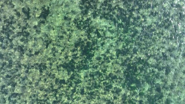 Flying over crystal clear water of tropical sea. Transparent surface, exotic travel. Summer background. Top down view