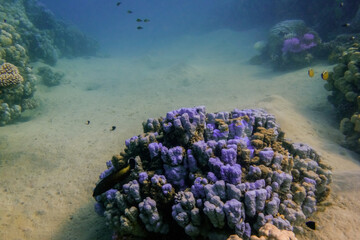 lilac corals on the seabed in the red sea