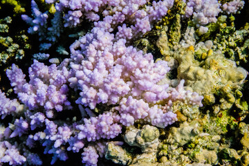 lilac corals on the top of a coral reef macro