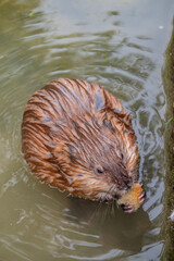 Wild animal Muskrat, Ondatra zibethicuseats, eats on the river bank