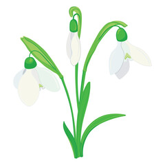 Spring flowers. Vector illustration of snowdrops in flat style. Snowdrops are breaking through the snow. Simple illustration on white isolated background.